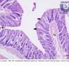 1.b. Tecido Epitelial Glandular - Glândula Tubular Simples - Intestino Grosso - 100x